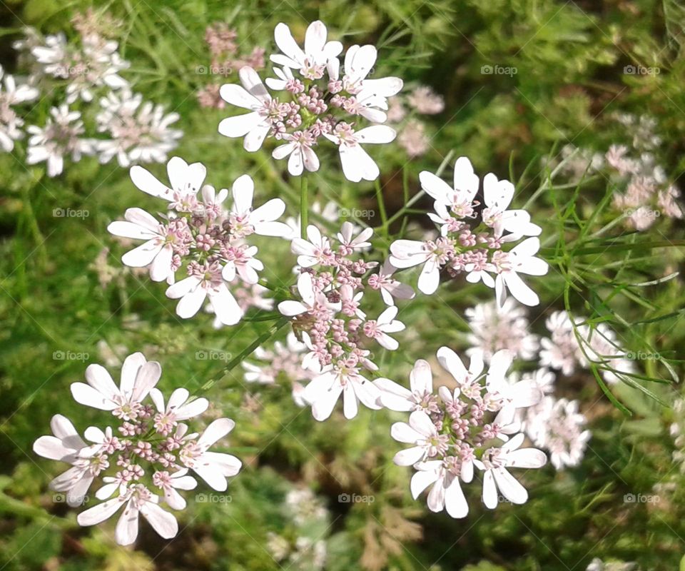 Beautiful white colour natural flower