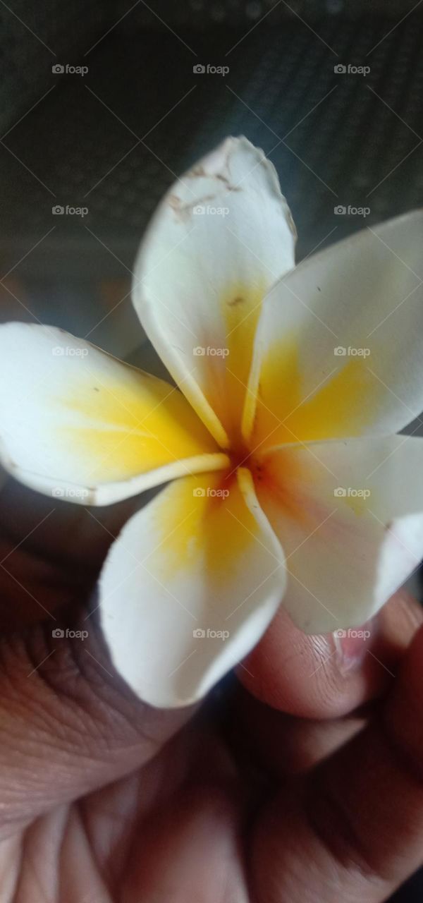 Focusing the Bloom 🌸🤍