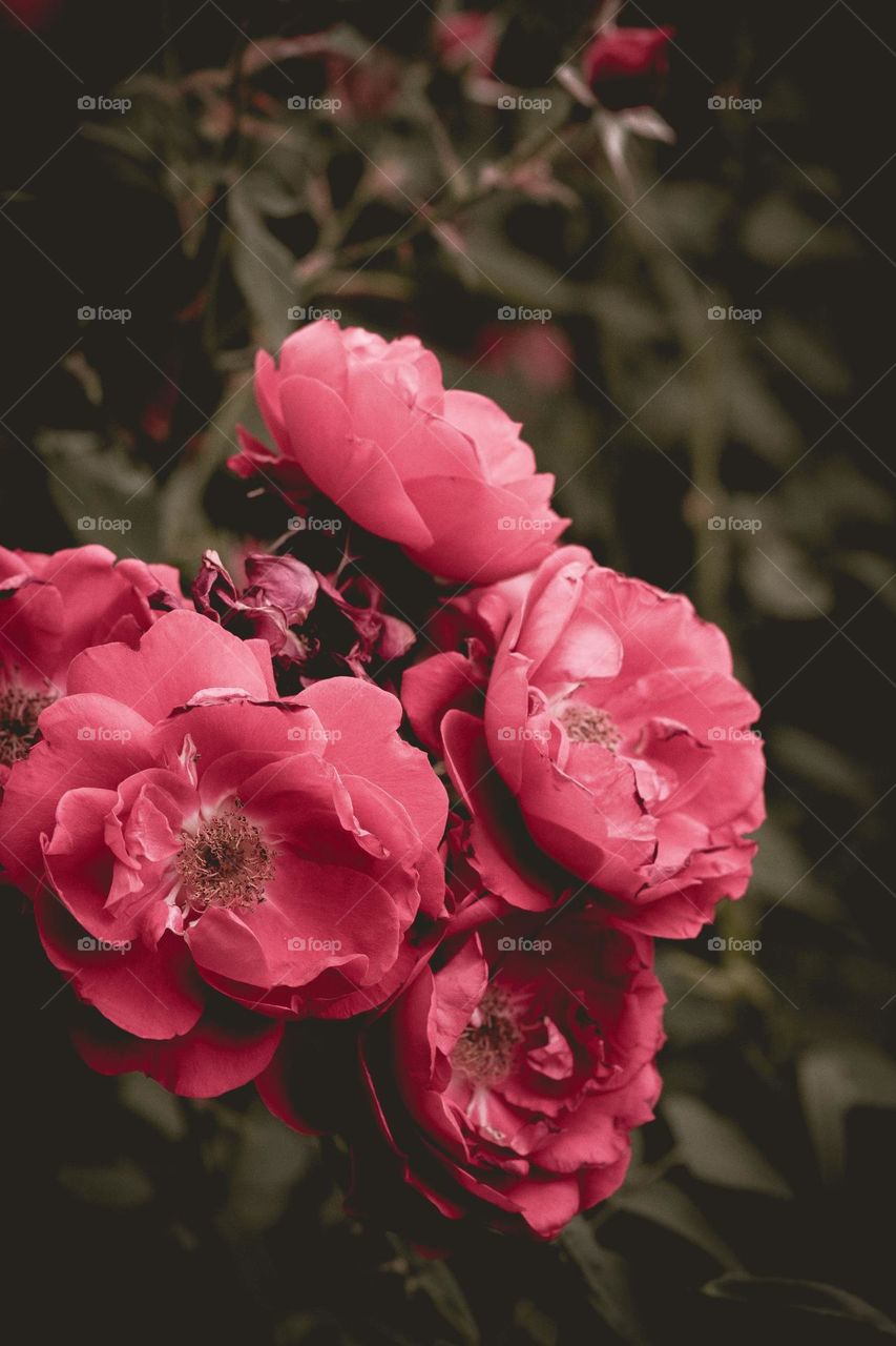 Beautiful and cute flowers