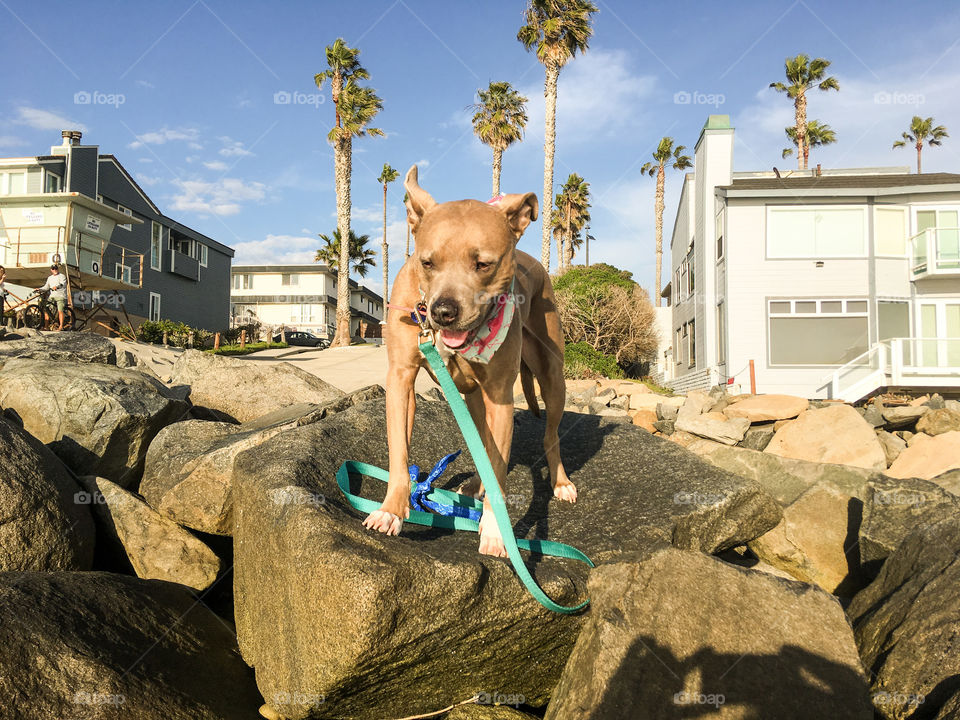 Enjoying the sea air 