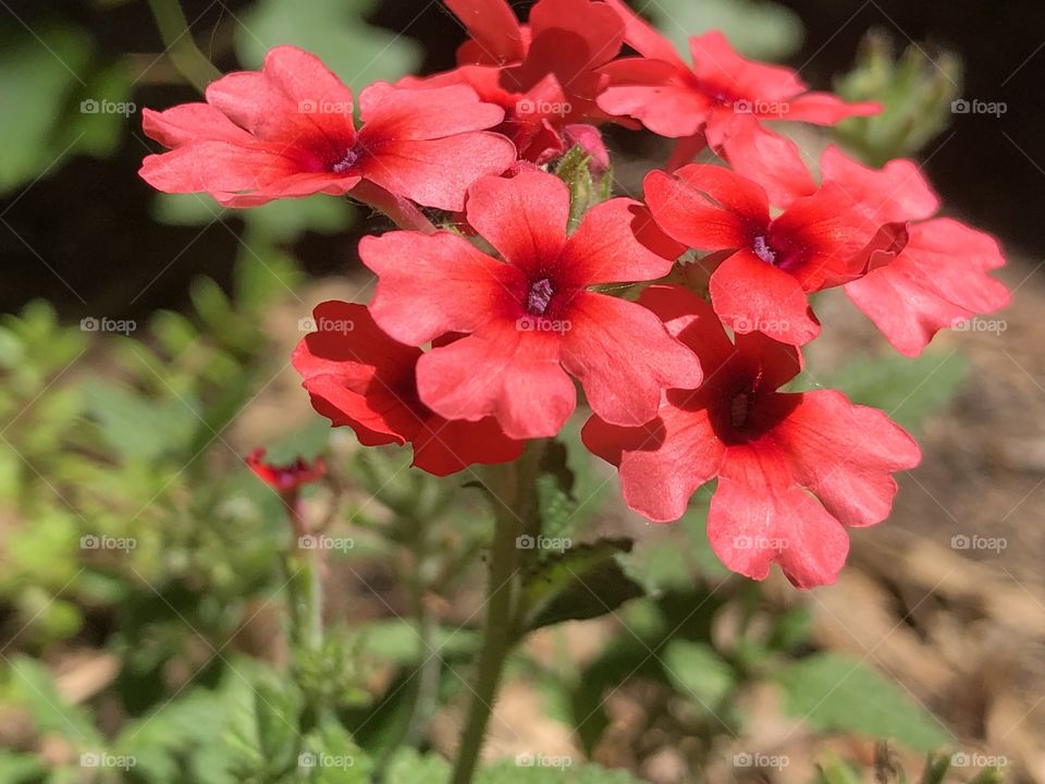 Lovely little flowers