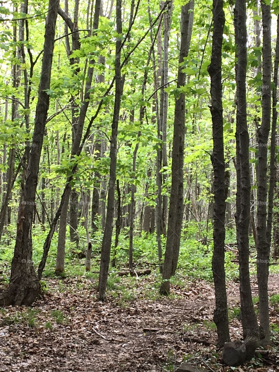 Wooded area - spring leaves