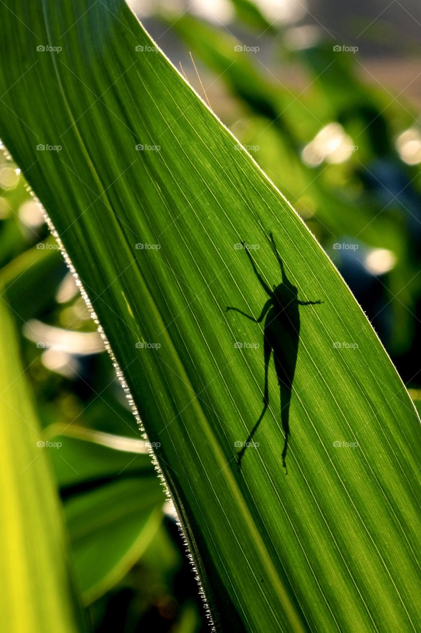 Foap, Silhouettes and Shadows: A grasshopper thinks it’s hiding behind the corn leaf. 