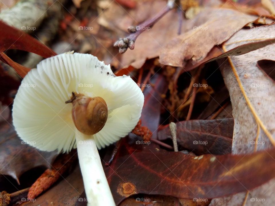 snail snacking on mushroom