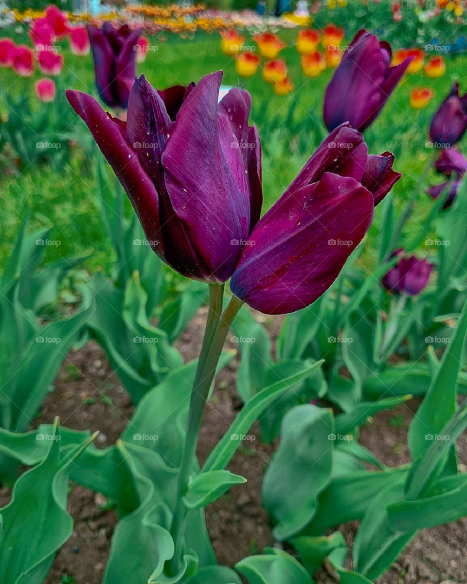 Two tulips but one stem. What a wonderful and beautiful nature. I was so amazed by this. Seeing double seems the perfect way to describe this picture so I decided to post it here. Thanks to the lady who saw me taking pictures and told me to go look