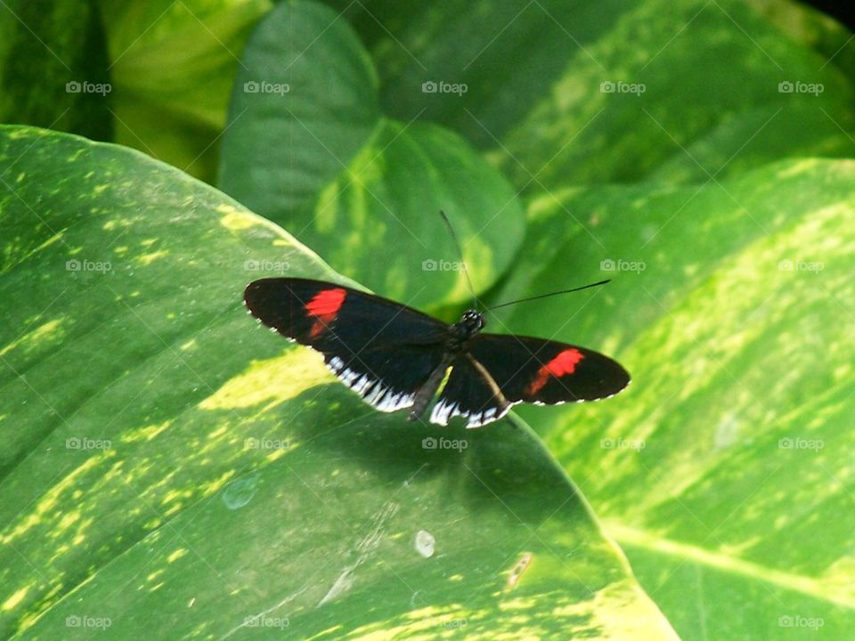 flying butterfly