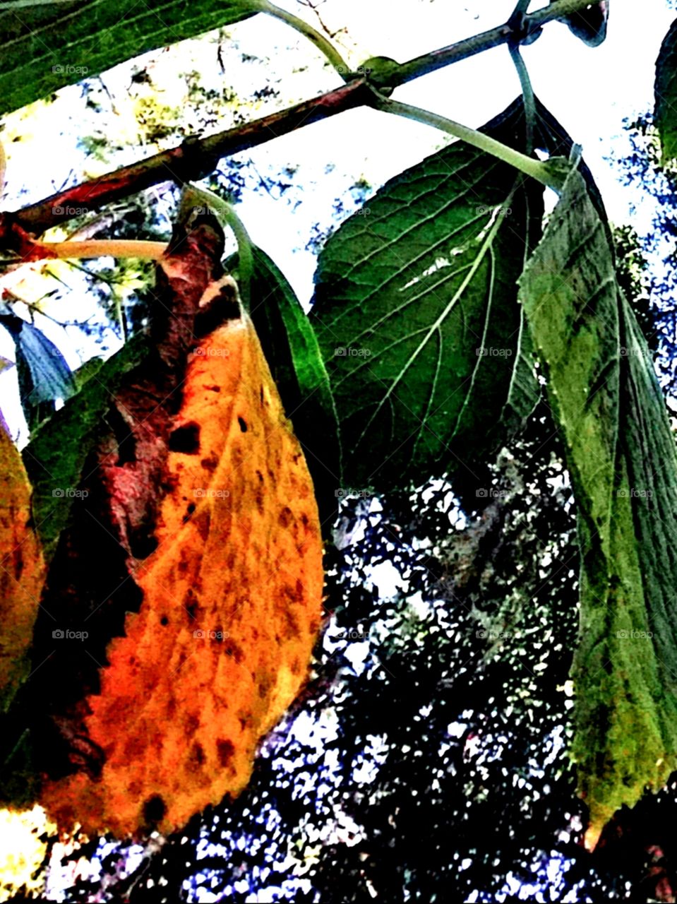 branch ofleavesturning to fall colors of red green brown orange yellow