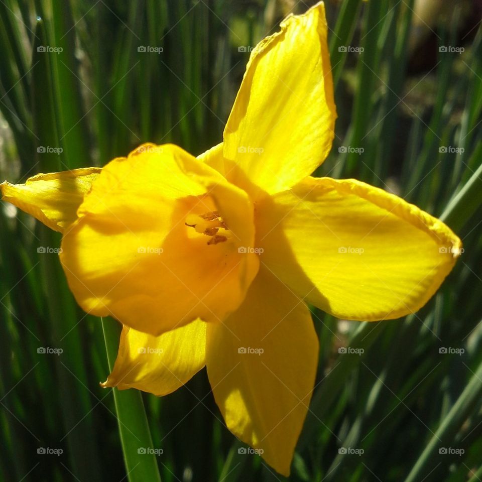 daffodil 2