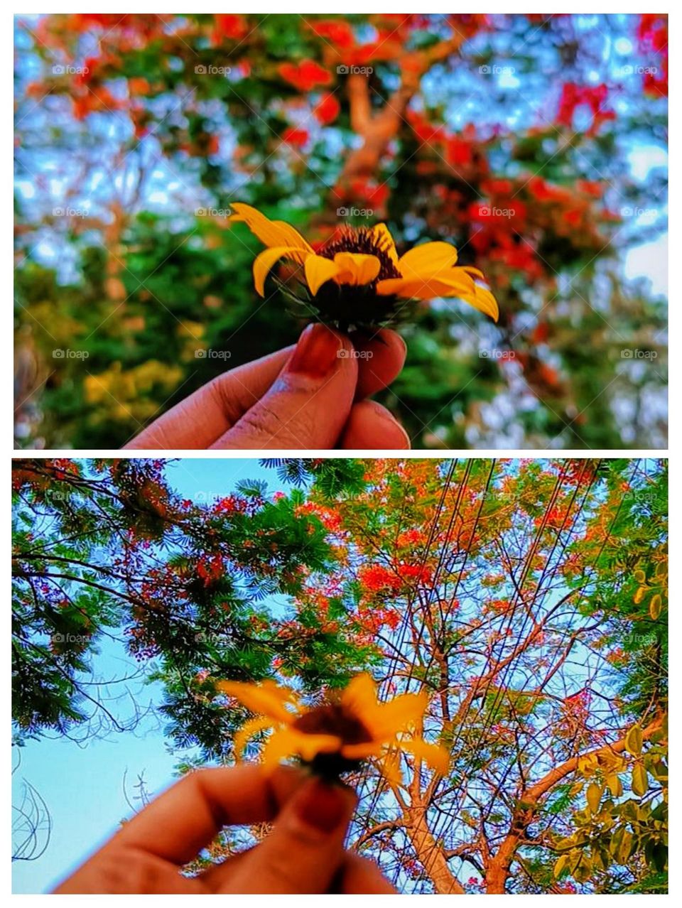 Those flowers are absolutely stunning.The vibrant colors really make them stand out against that beautiful backdrop.