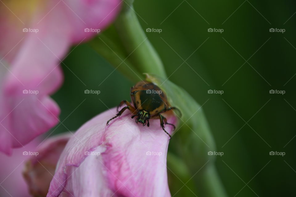 green yellow beetle