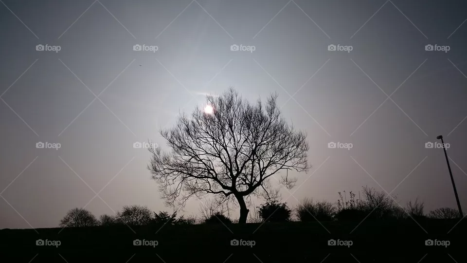 tree. a park