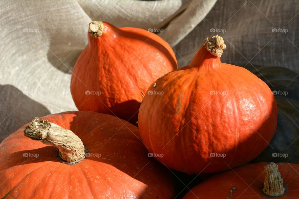 pumpkins autumn harvest