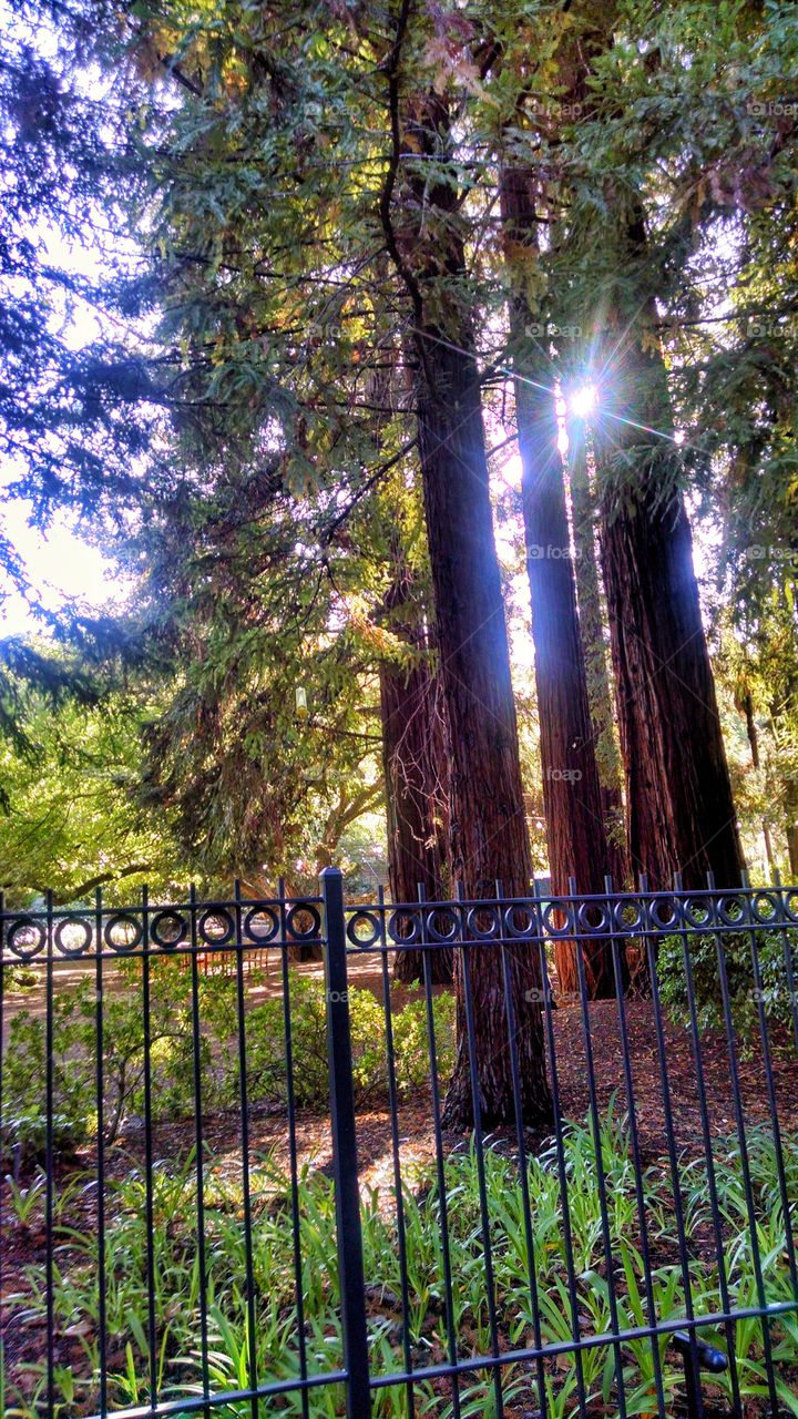 Capturing the beauty of sun shining through the Redwoods.