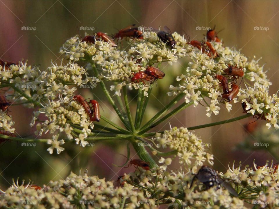 Insekten auf einer Wildpflanze