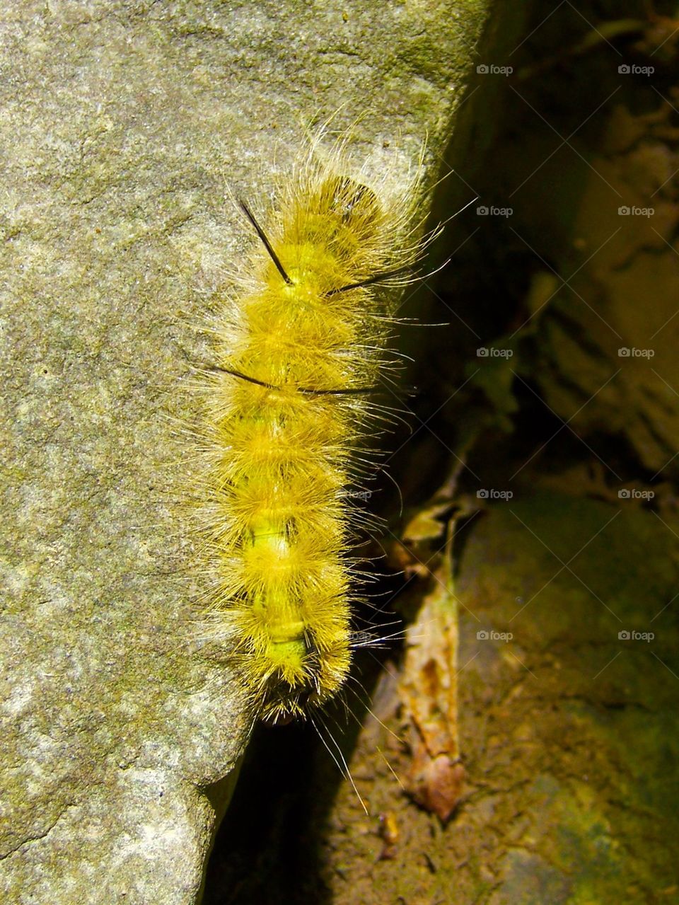 Caterpillar 