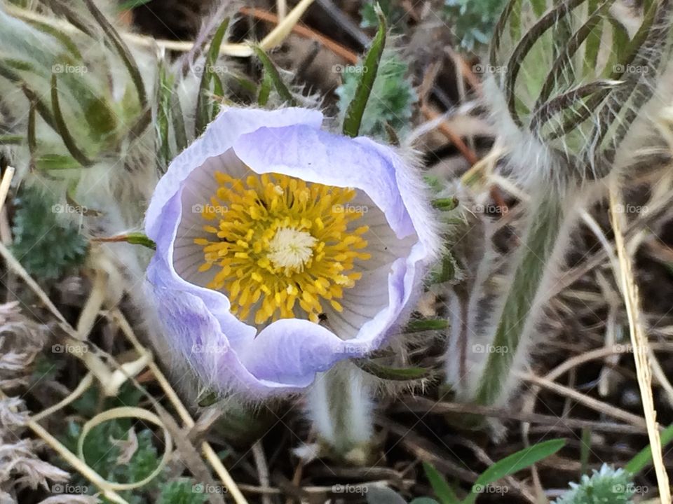 Mountain Flower. Spring flower in the Colorado Rocky Mountains