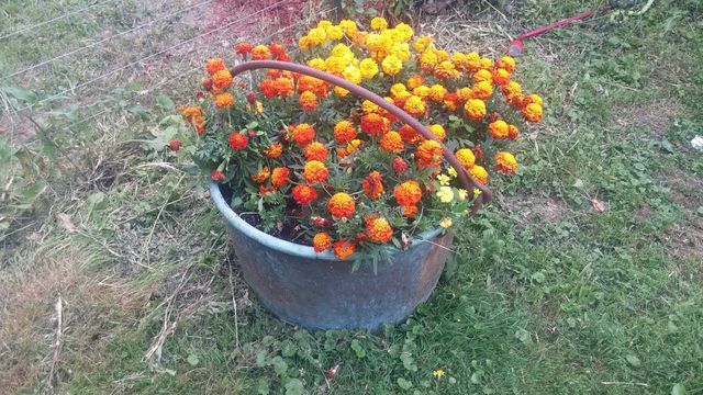 flowers