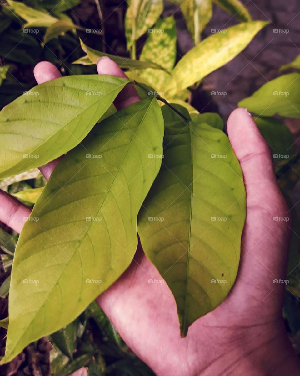 Close-up of a someone's hand holding some green leaves. The person's hand is seen from above, with the fingers slightly apart in high angle view