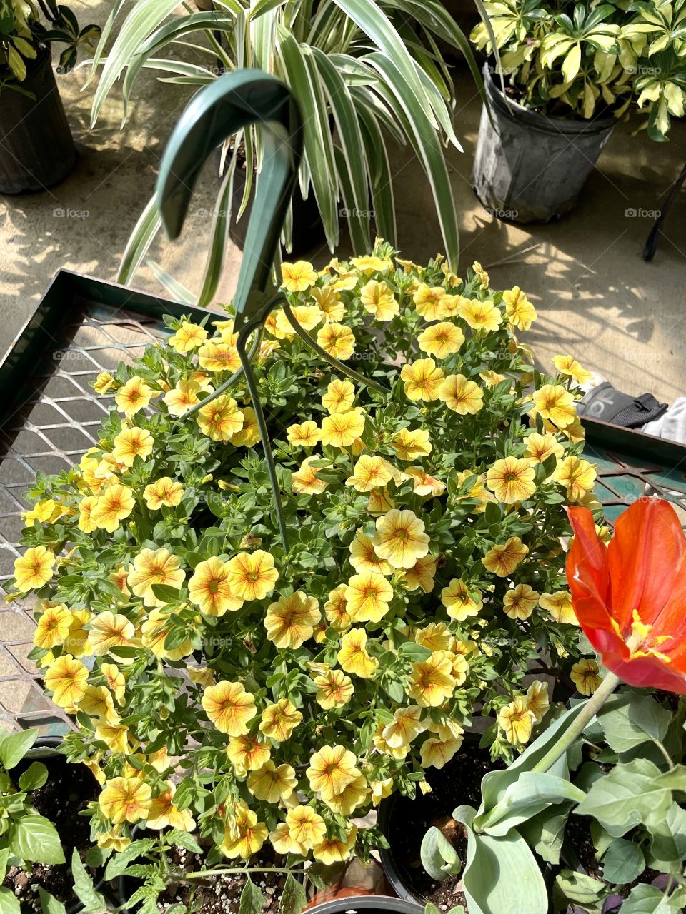 Bright and cheerful!