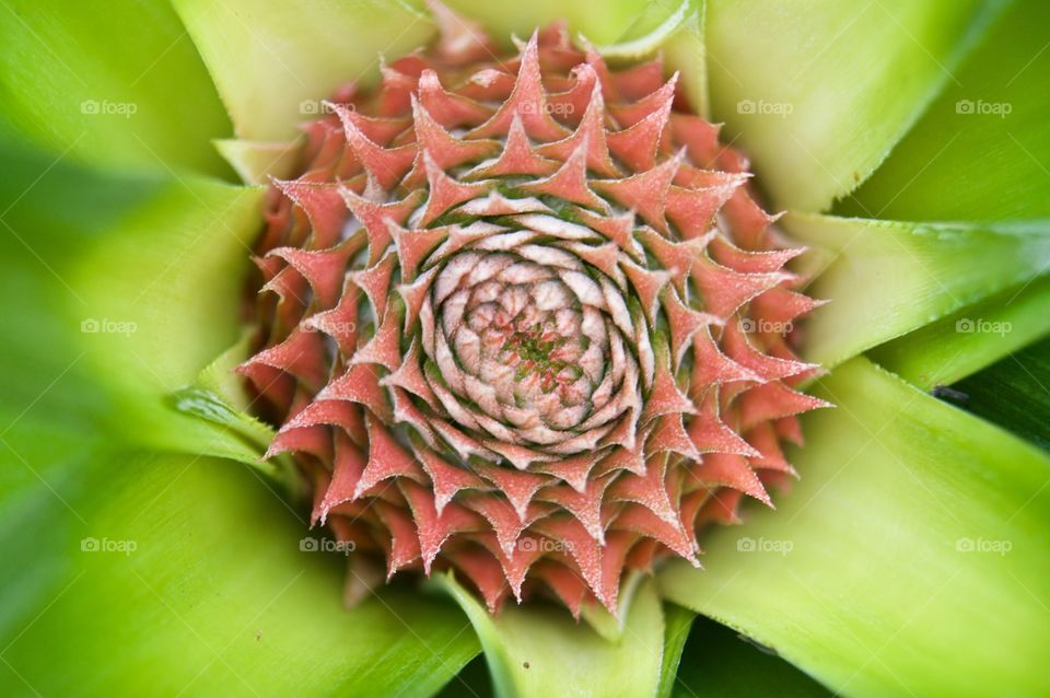 Pineapple is getting colours