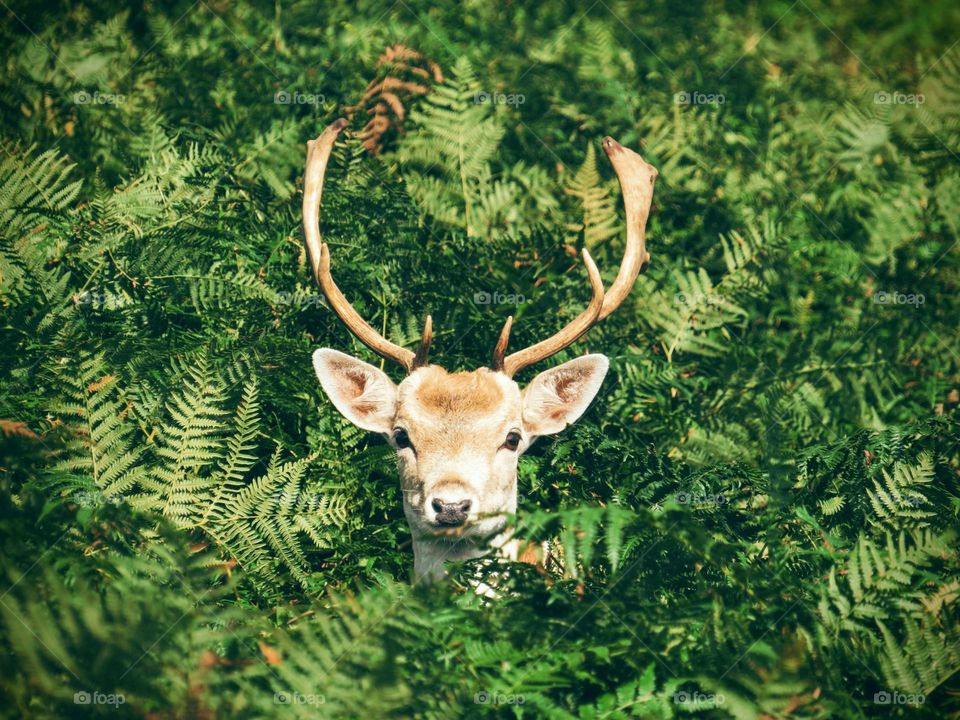brown and white deer surrounded by green plants