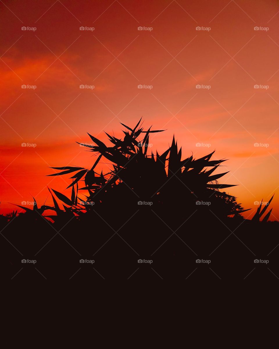 tree at evening time