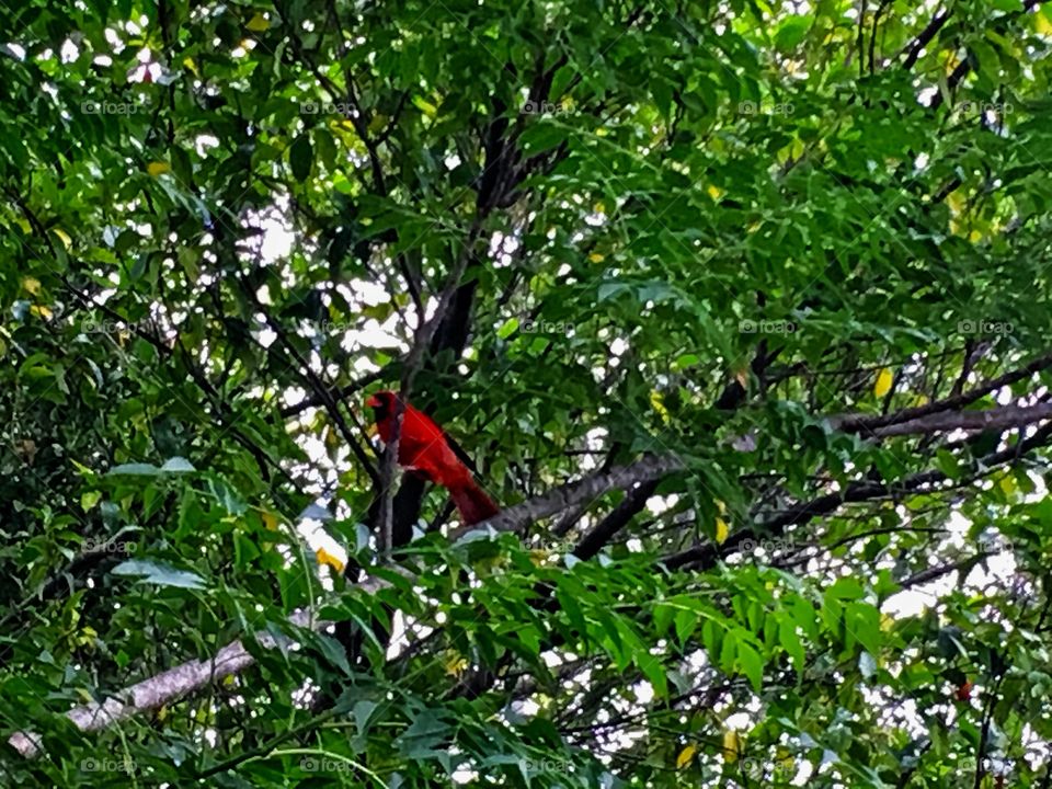 Bird watching in the backyard! 
