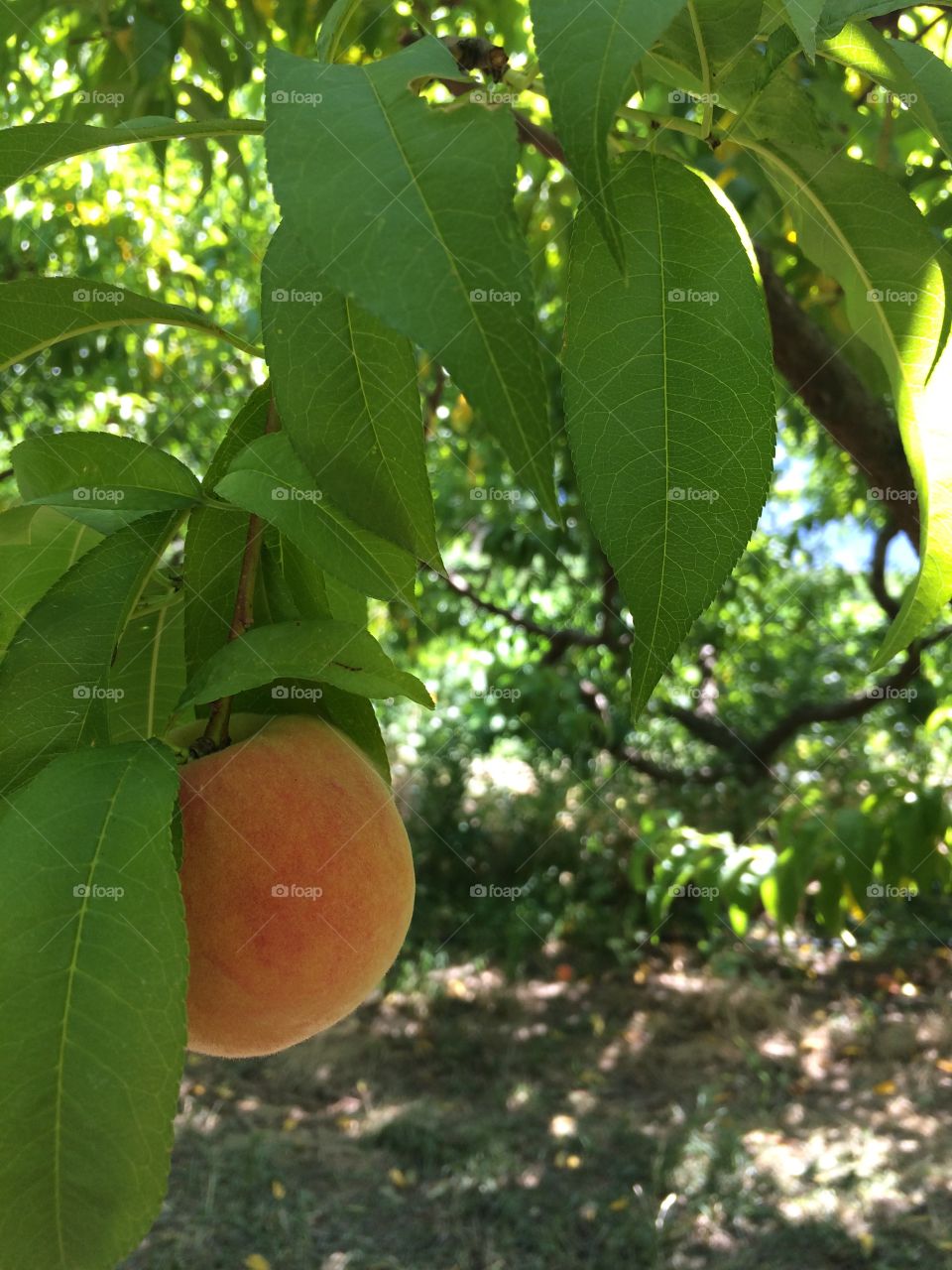 Peach Tree. Fruit picking with the family.
