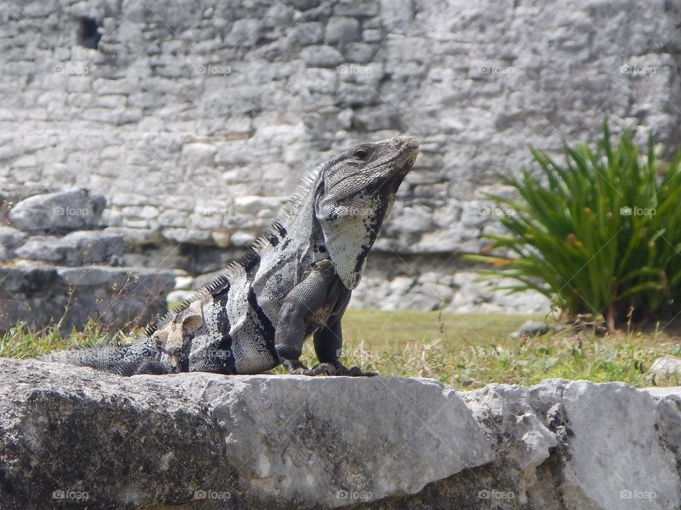 Iguana 