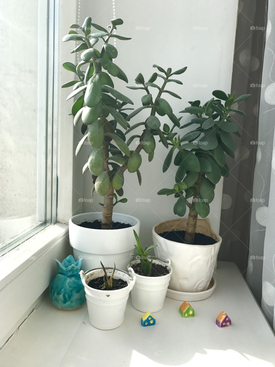 Flowers in pots on the windows 