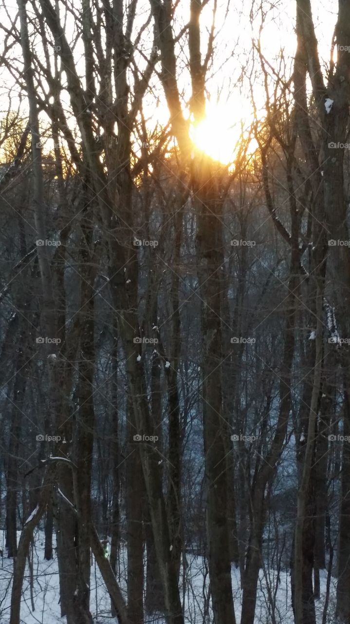forest sunset