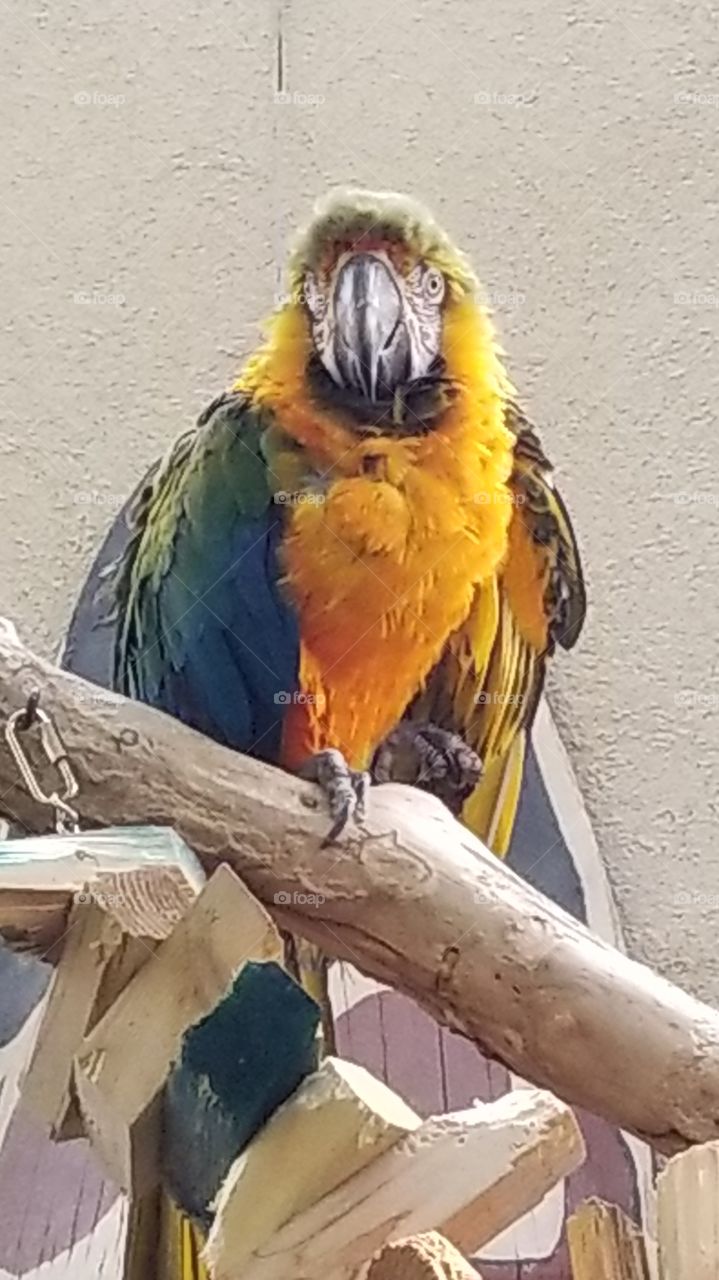 Parrot, who you looking at