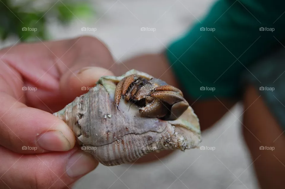 Hermit
Crab