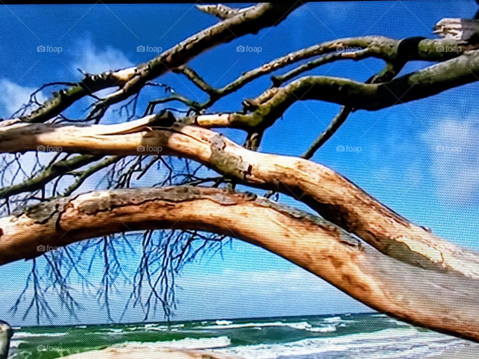 tree branch photography