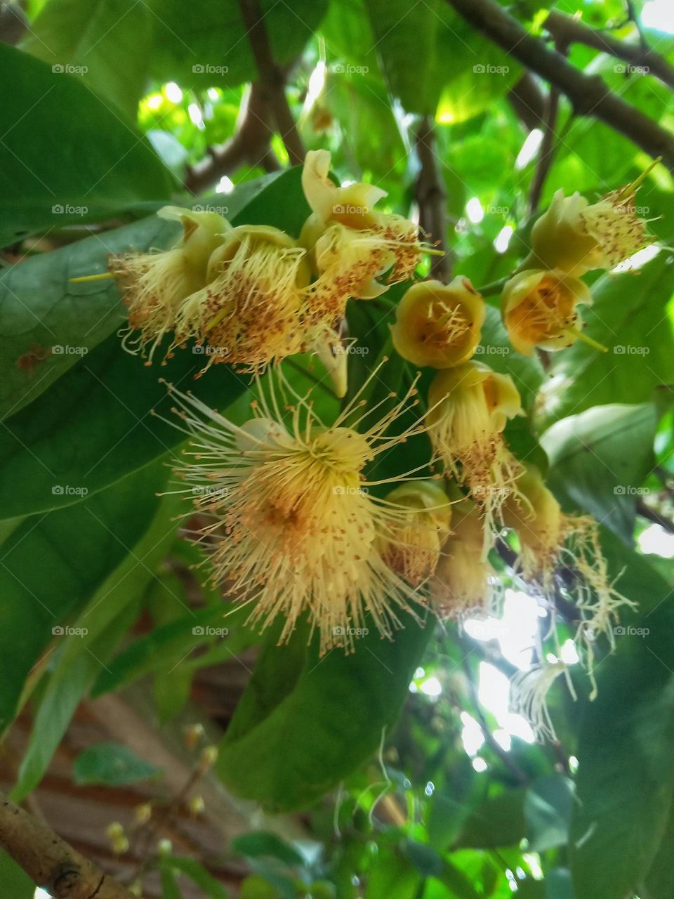 jambu  flowers in our garden