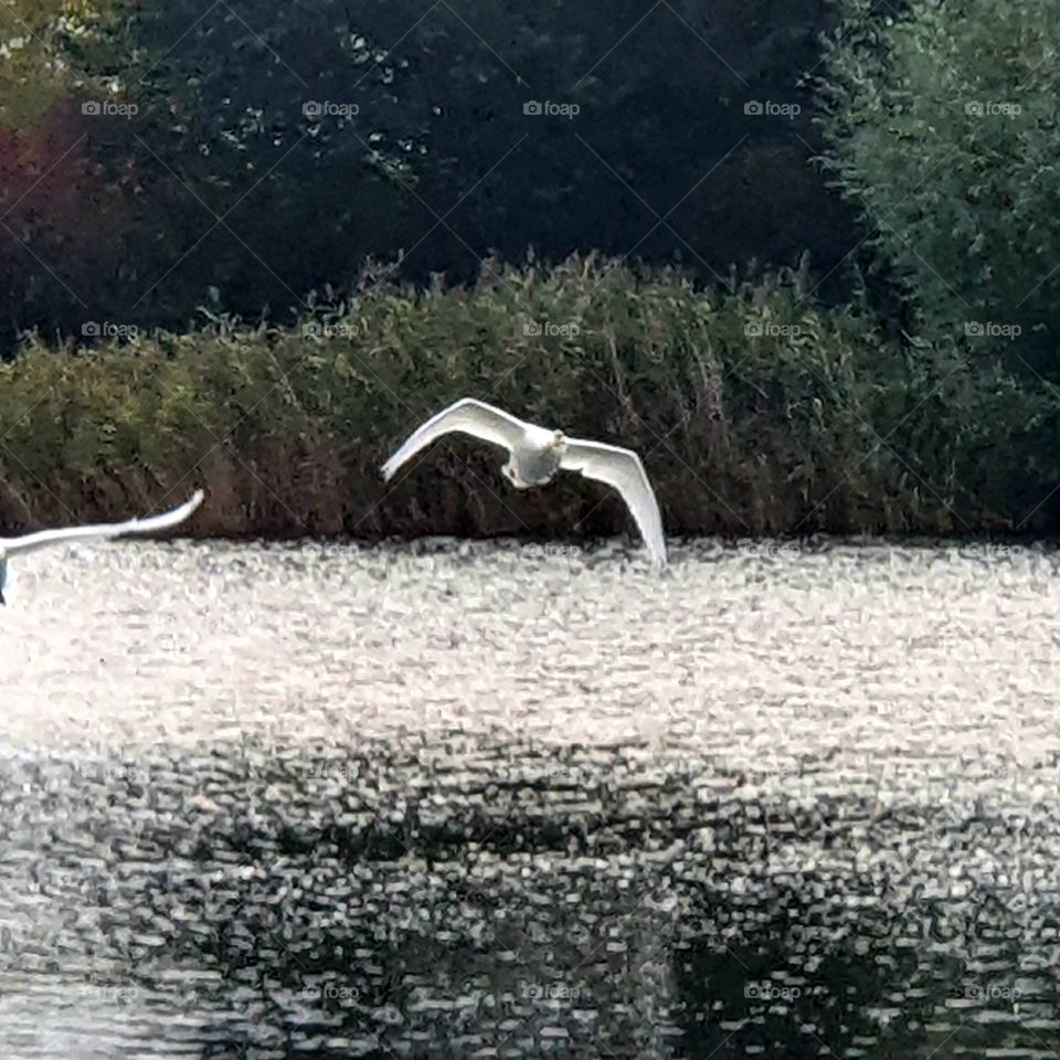 A flying swan above the lake