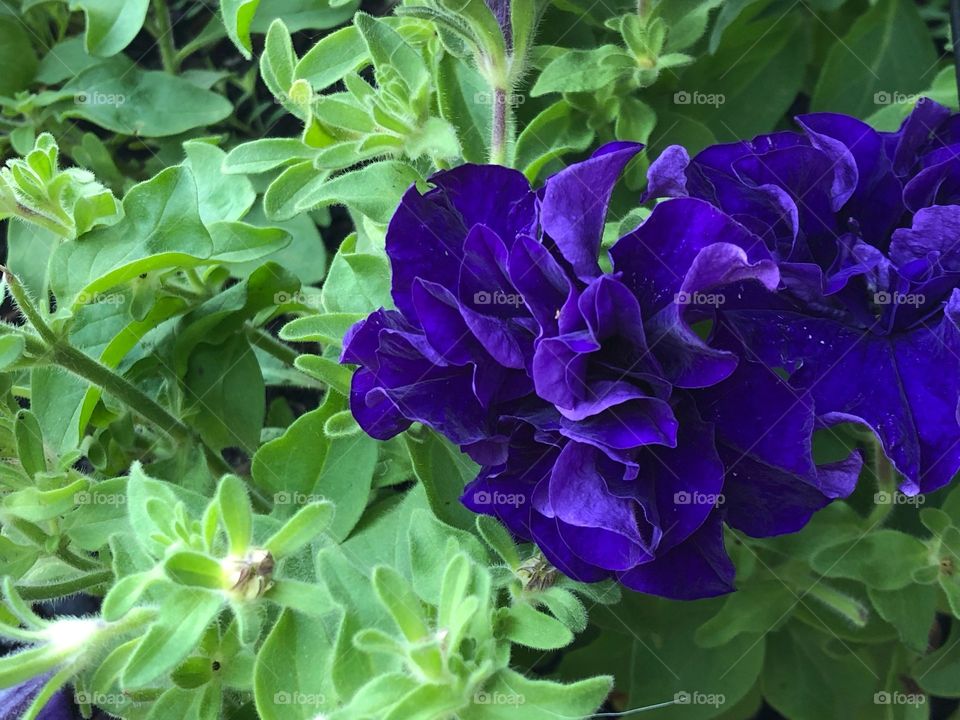 Purple flower in floral garden.