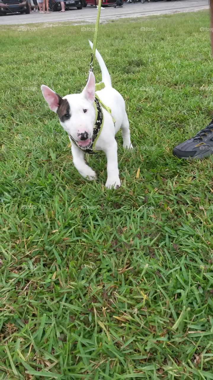 Sweet little Tater Tot as a puppy