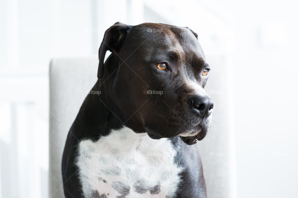 One cute dog sitting on a chair looking sad 