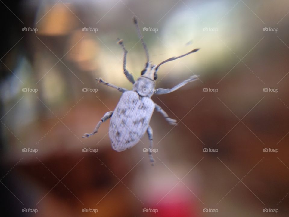 Stink bug type bug