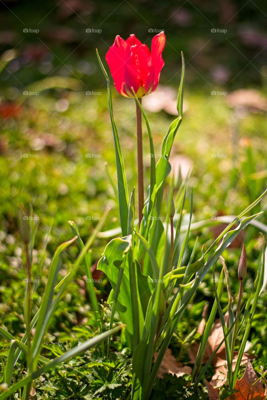 Red poppy standing out in the grass with a blurry/bokeh background 