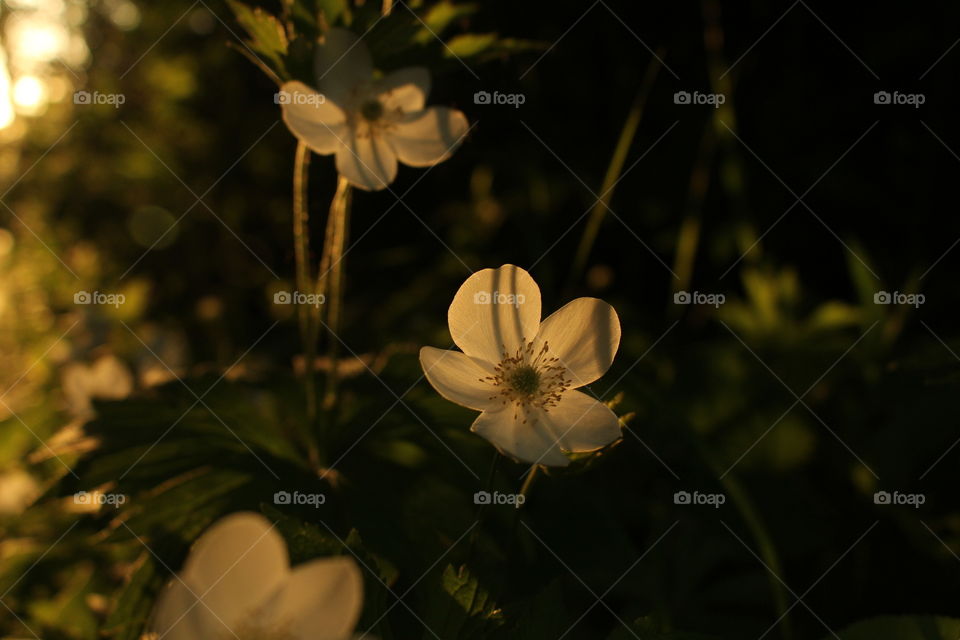 Close-up of flowers