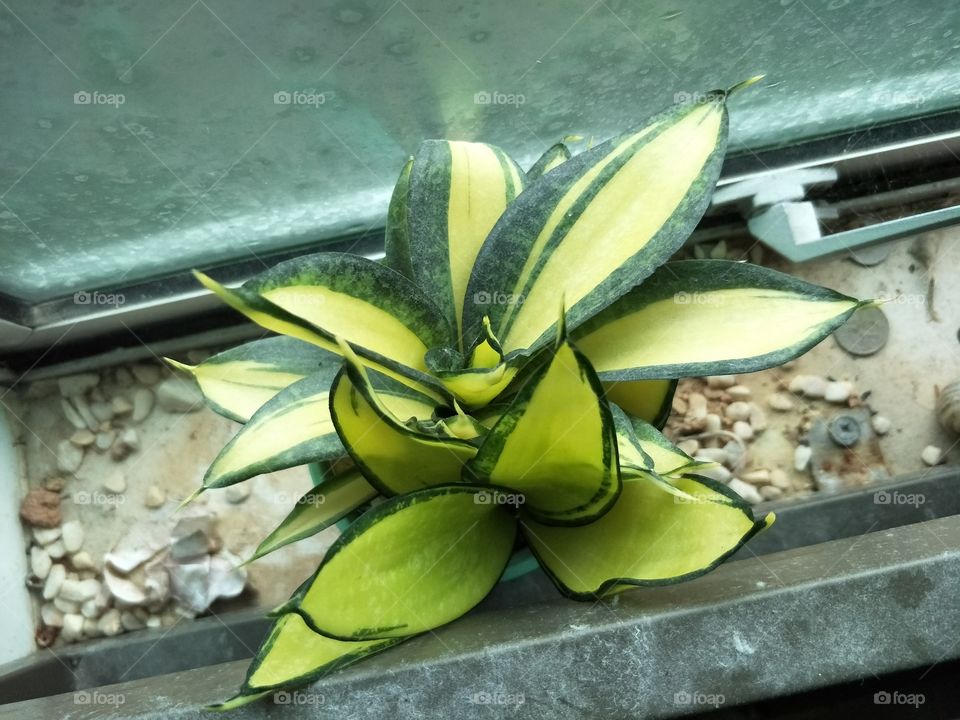 plant by the window