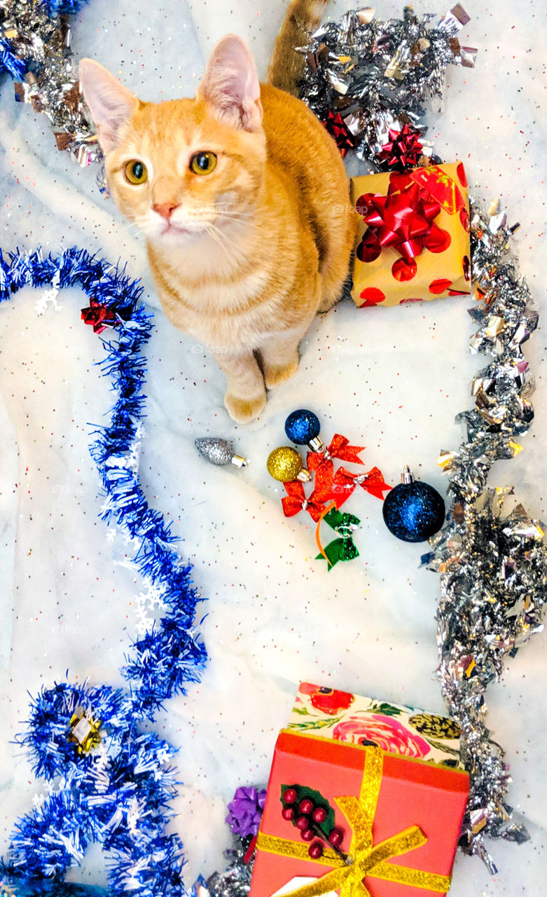 Celebrating Holiday with your pet