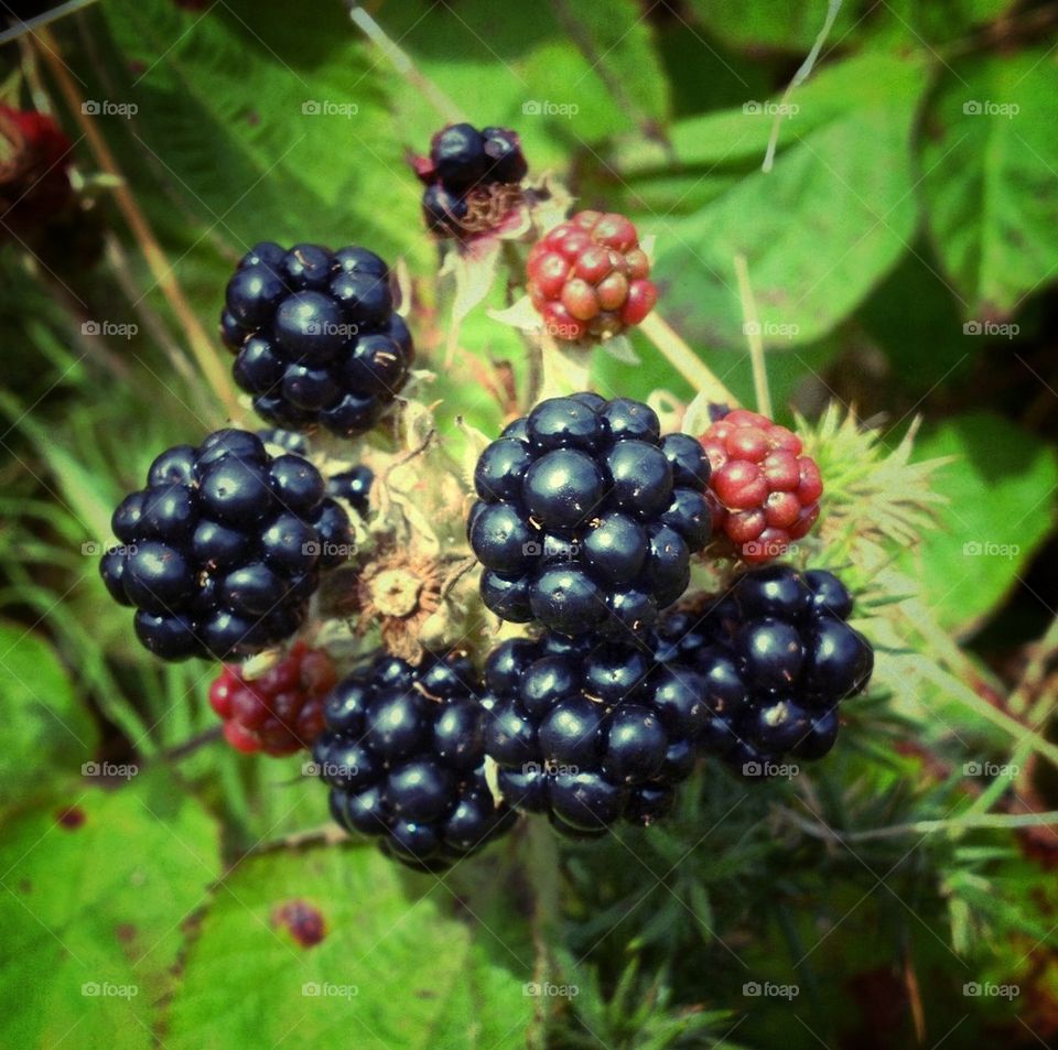 Blackberries