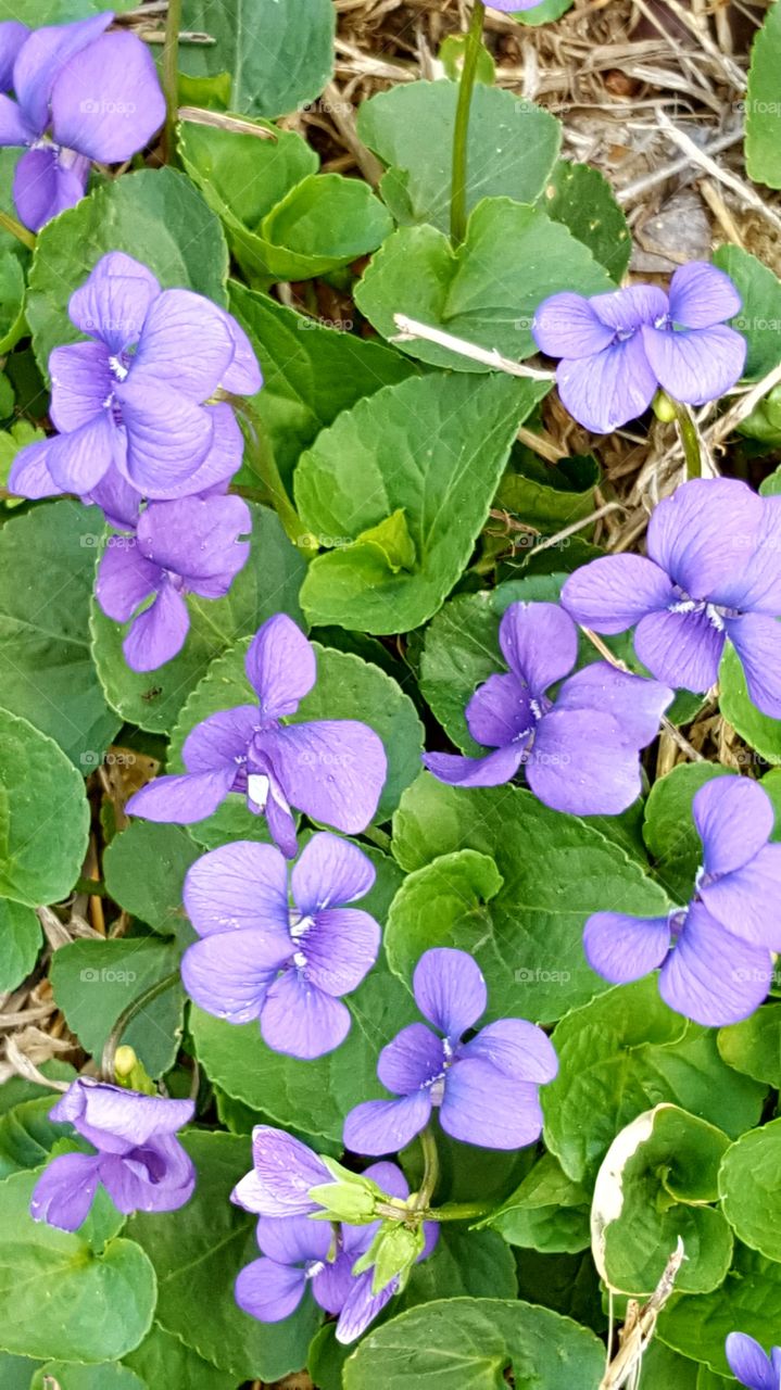 purple violets