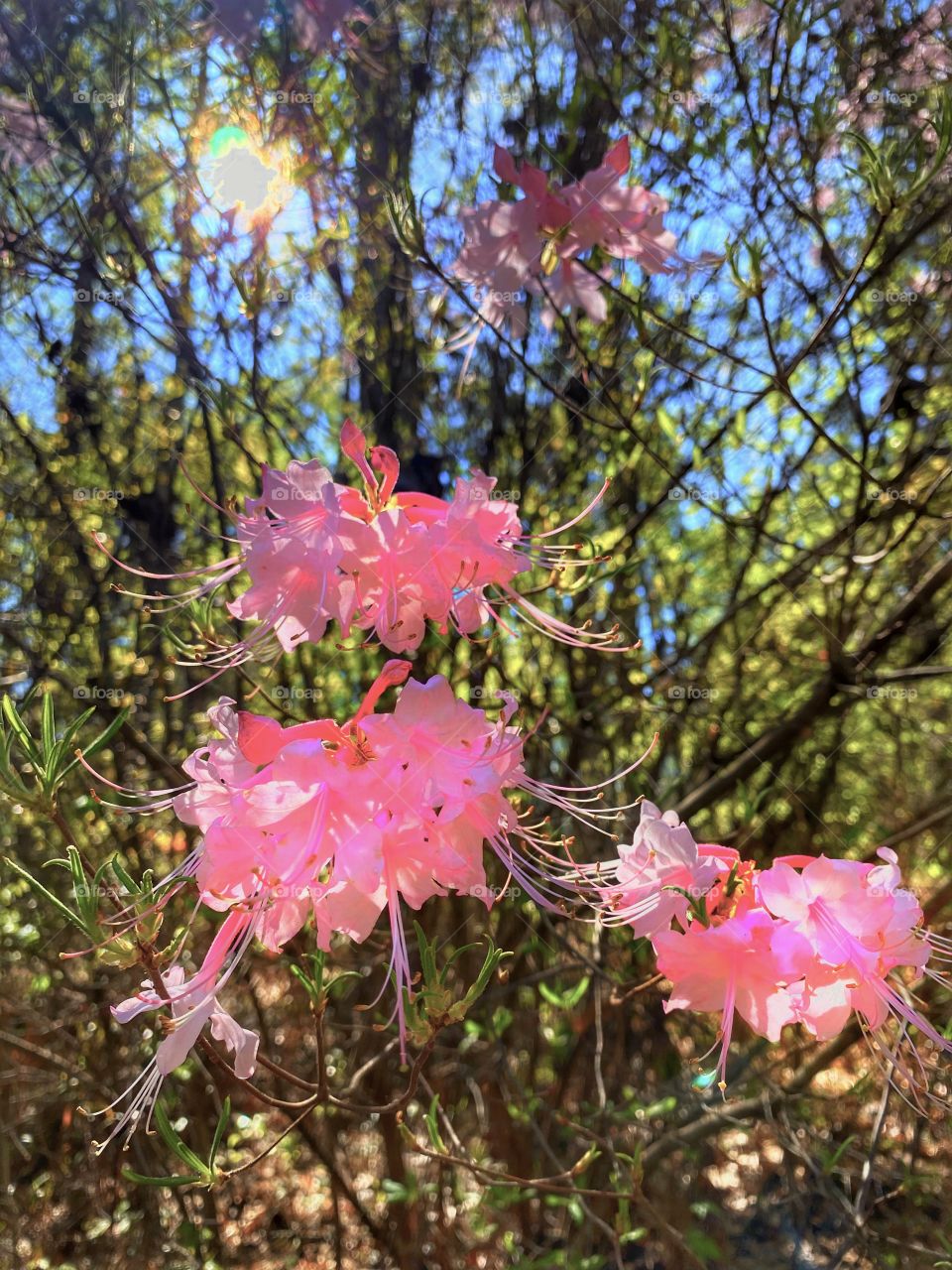 Rhododendrons 