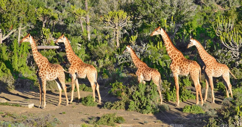 Giraffes