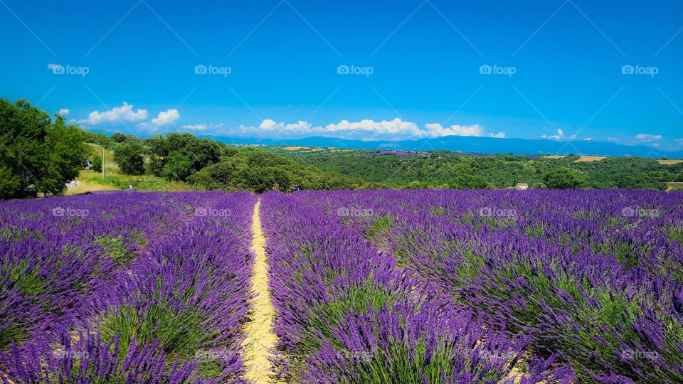 Lavender fields in Provenance,France 🇫🇷