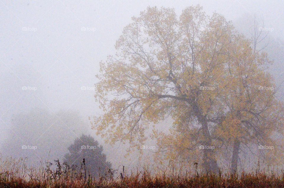 Fog on lookout mountain